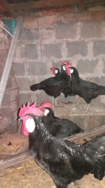  - MINORCA 2017 FAM 2