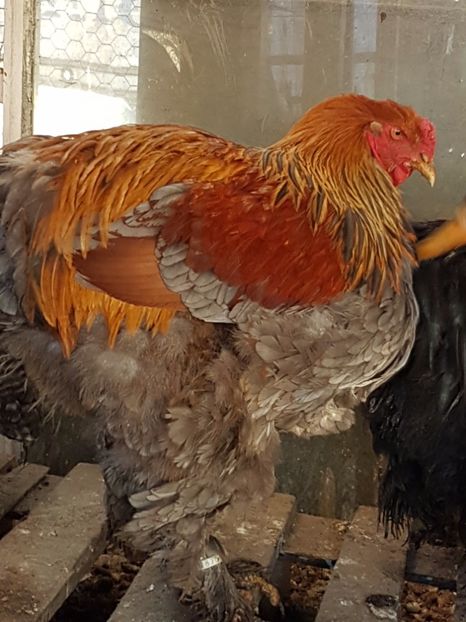  - B Potarnichiu Albastru 2017