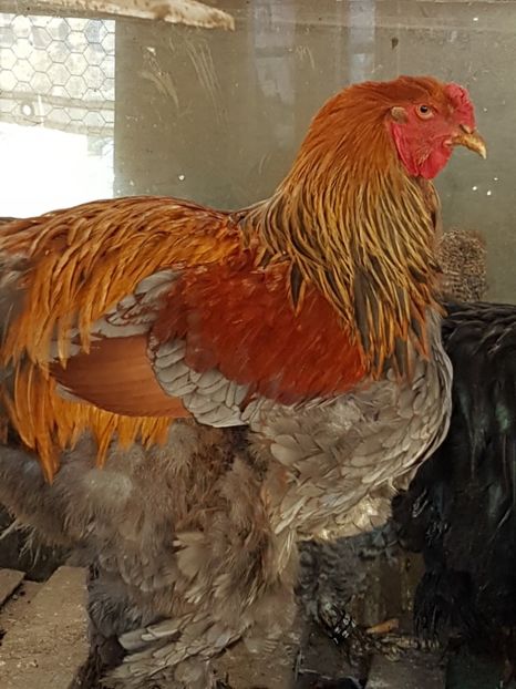  - B Potarnichiu Albastru 2017