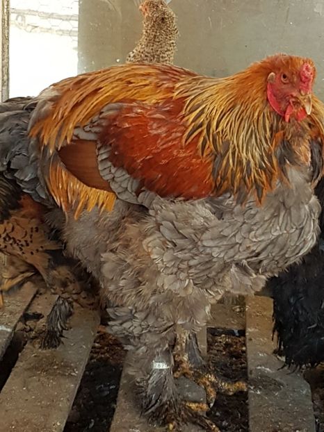  - B Potarnichiu Albastru 2017