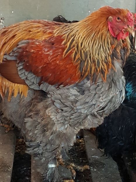  - B Potarnichiu Albastru 2017