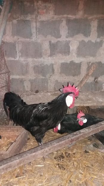  - MINORCA 2017 FAM 2