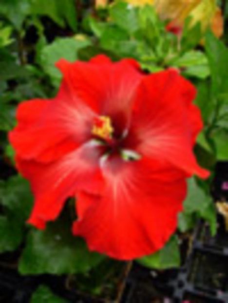 Tahi_Tahitian_Scarlet_Dragon - Alte flori