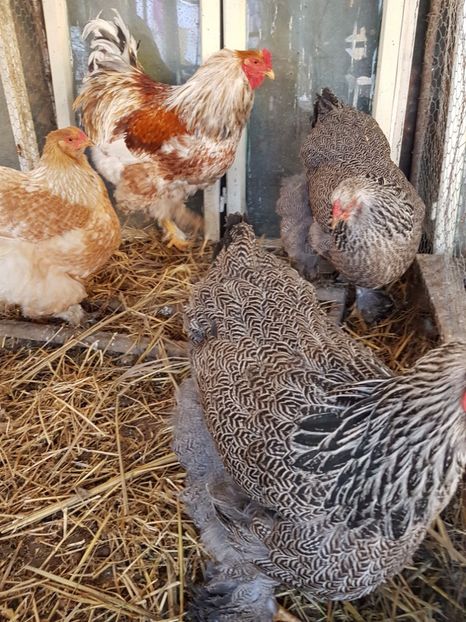  - B Rogesattelt 2017