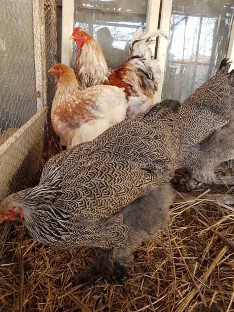  - B Rogesattelt 2017