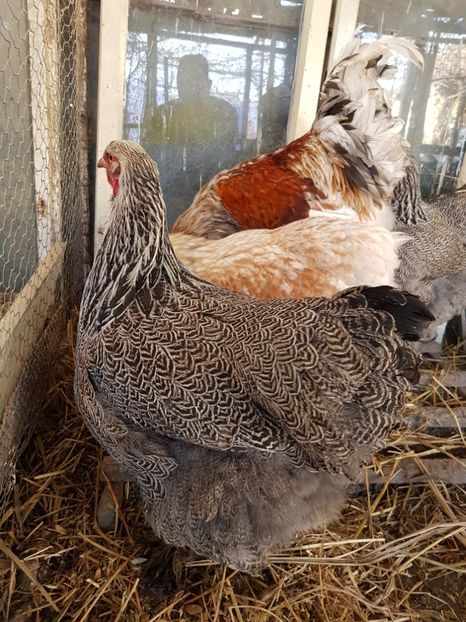  - B Rogesattelt 2017