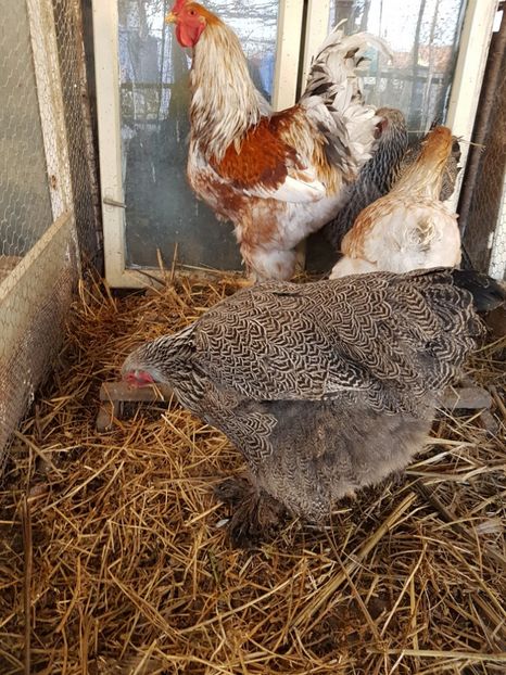  - B Rogesattelt 2017