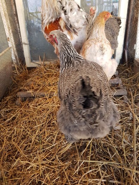  - B Rogesattelt 2017