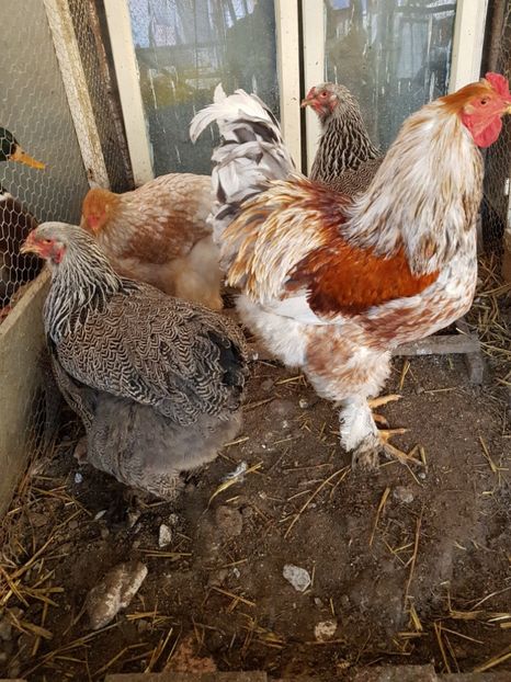  - B Rogesattelt 2017