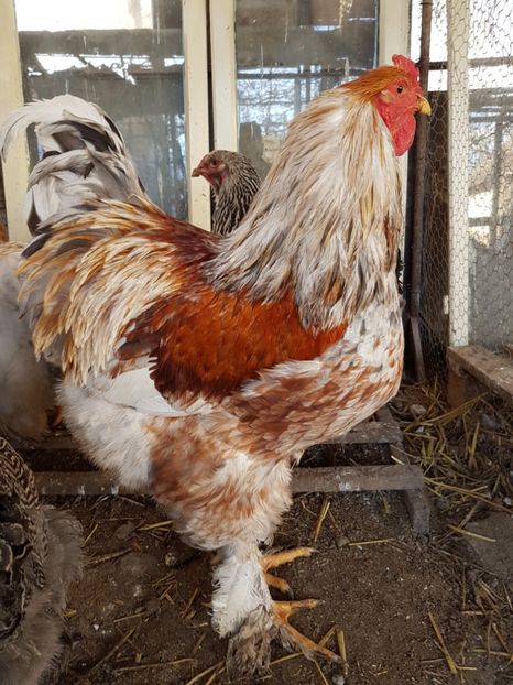  - B Rogesattelt 2017