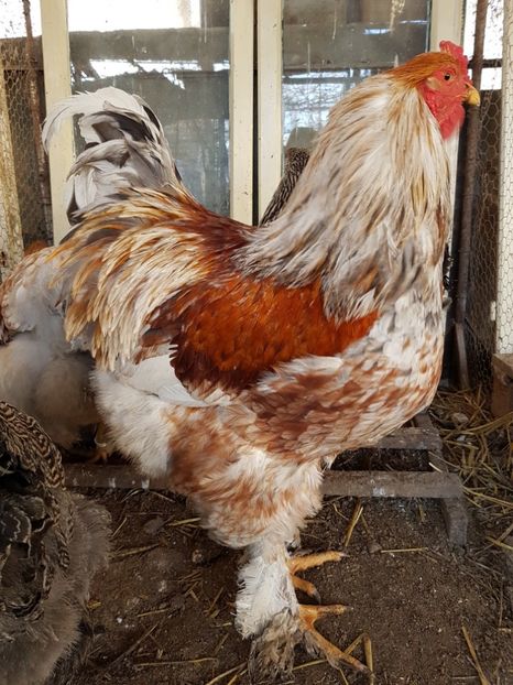  - B Rogesattelt 2017