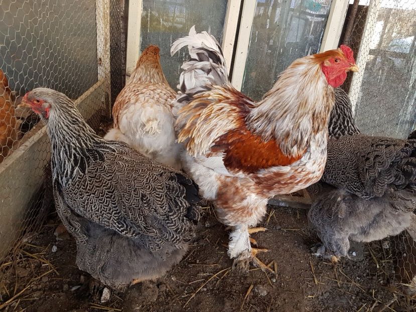  - B Rogesattelt 2017