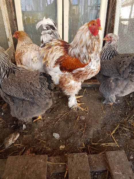  - B Rogesattelt 2017