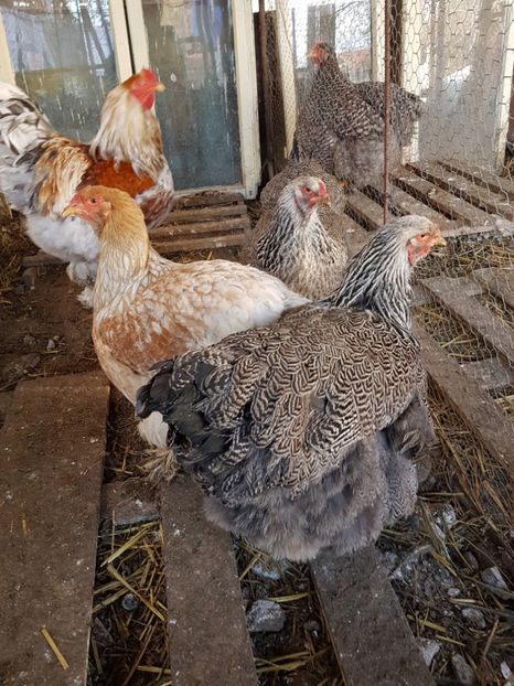  - B Rogesattelt 2017