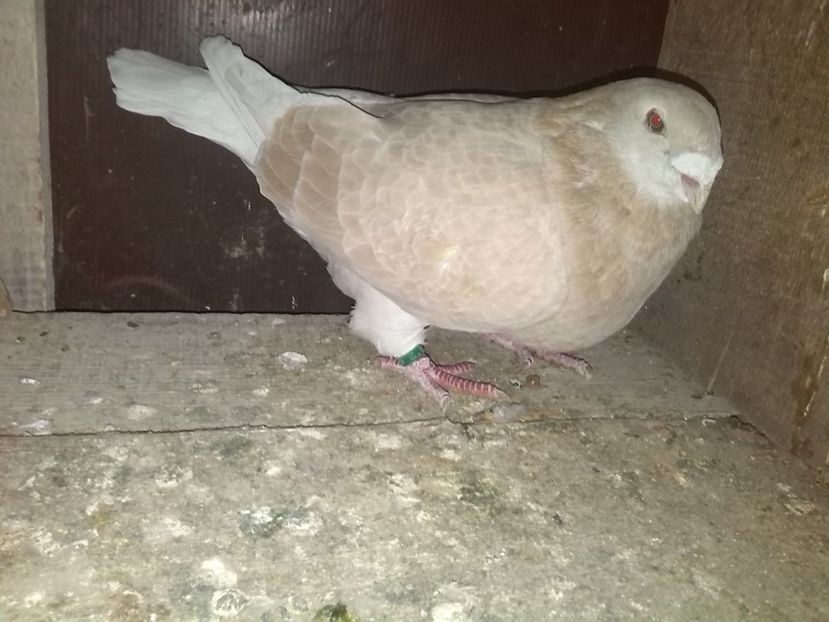  - Album  GALBENI__PIESE__standard