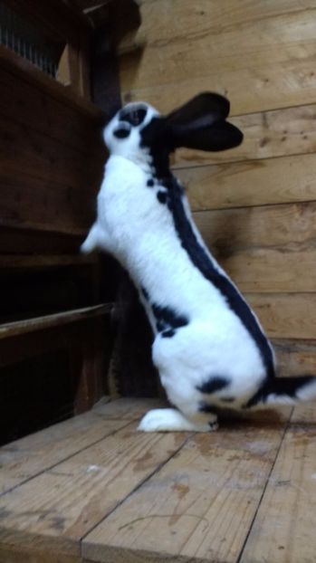 2017.feb 021 - fluture german 2017 feb