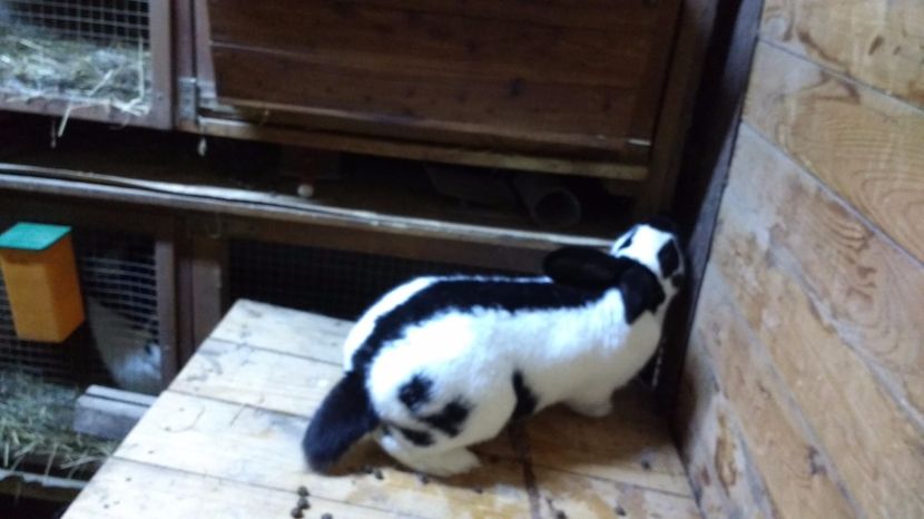 2017.feb 032 - fluture german 2017 feb