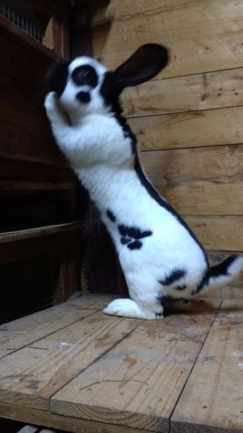 2017.feb 022 - fluture german 2017 feb