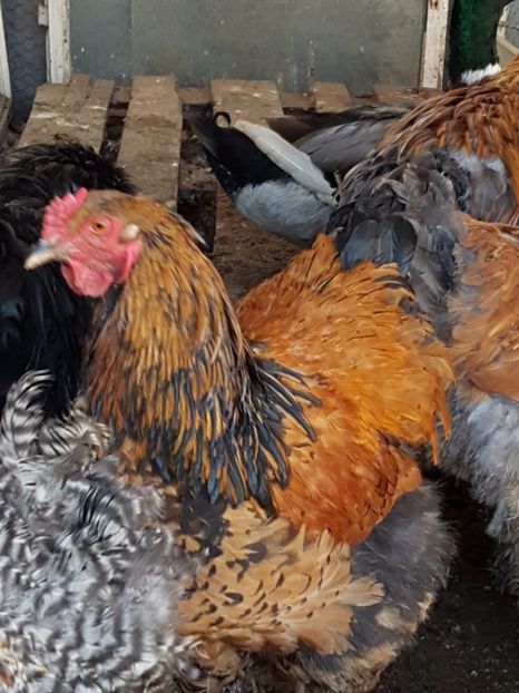  - 001 a  Brahma Somon - Project 2014-2017