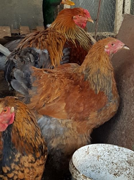  - 001 a  Brahma Somon - Project 2014-2017