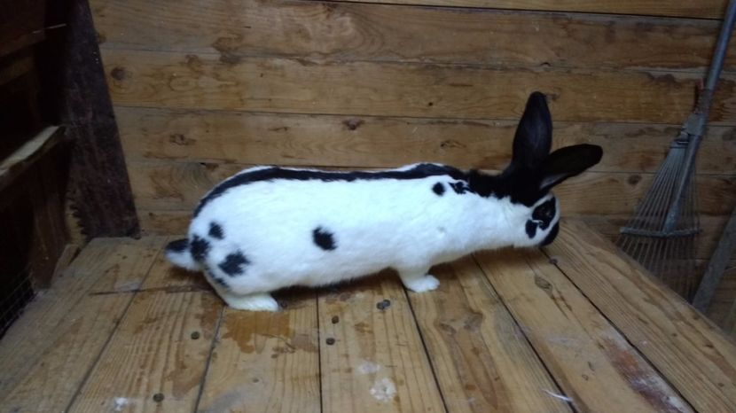 2017.feb 036 - fluture german 2017 feb