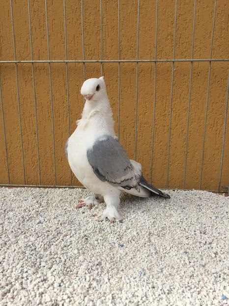  - 004 BLUETI SILVARETI 2017