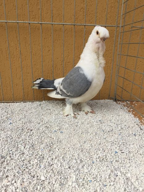  - 004 BLUETI SILVARETI 2017