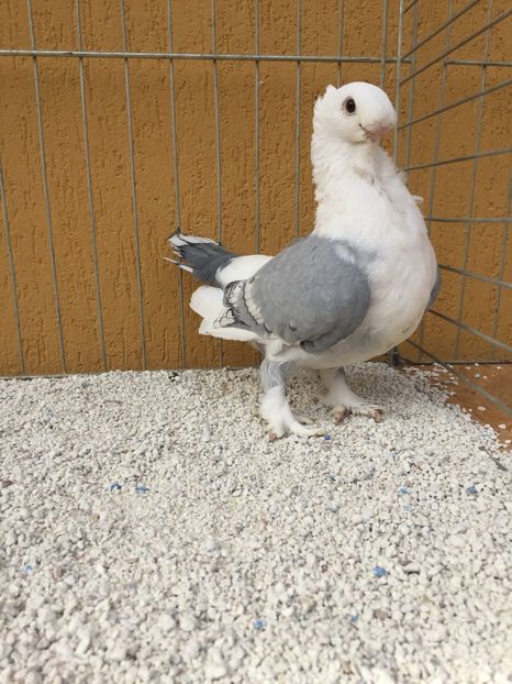  - 004 BLUETI SILVARETI 2017