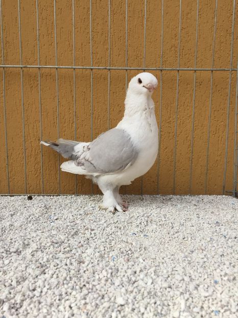  - 004 BLUETI SILVARETI 2017