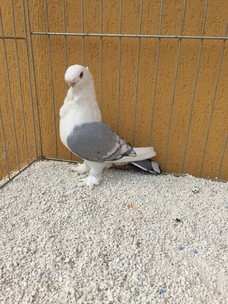  - 004 BLUETI SILVARETI 2017