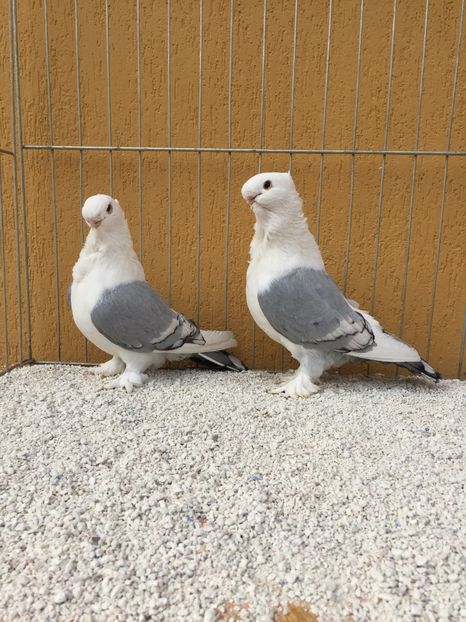  - 004 BLUETI SILVARETI 2017