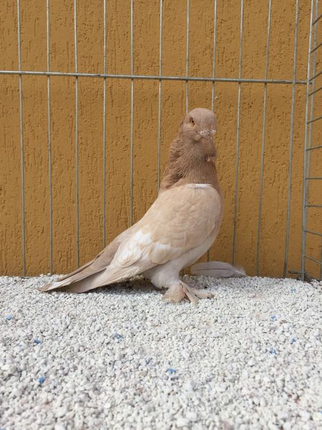  - 009 Blondineti pe galben