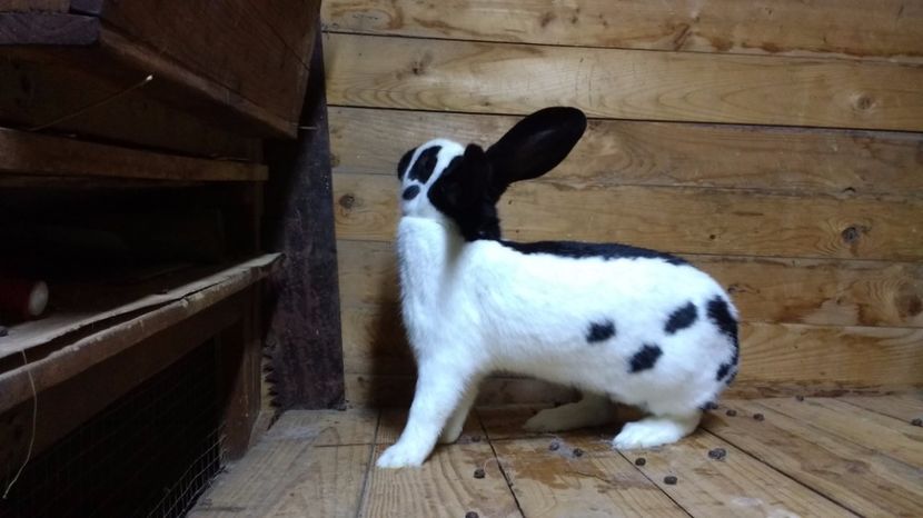 2017.feb 041 - fluture german 2017 feb