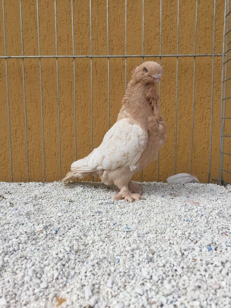  - 009 Blondineti pe galben