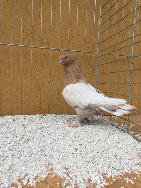  - 009 Blondineti pe galben