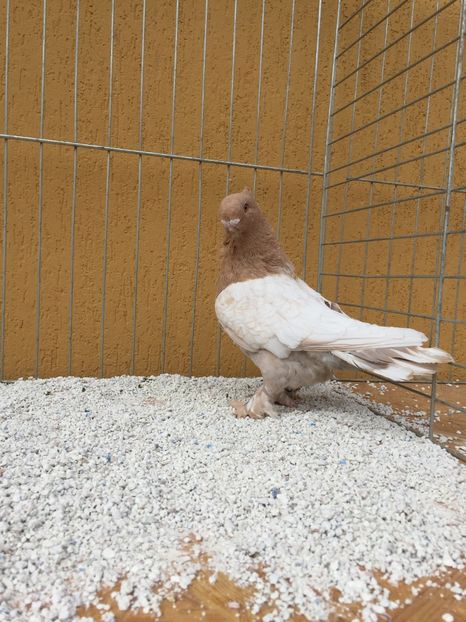  - 009 Blondineti pe galben