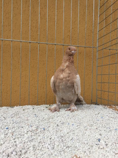  - 009 Blondineti pe galben