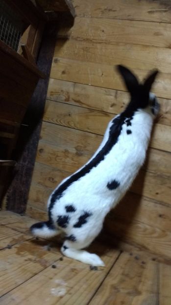 2017.feb 047 - fluture german 2017 feb