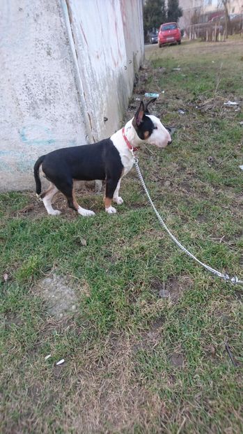  - V Jully Bull TERRIER