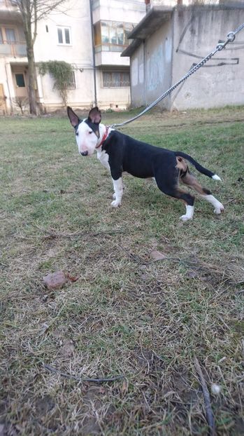  - V Jully Bull TERRIER