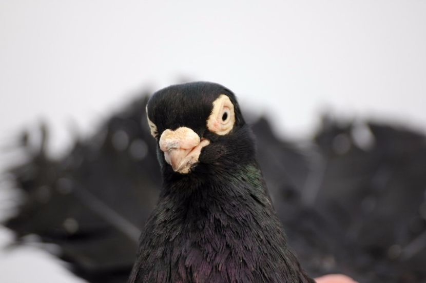  - Jucator de Chisinau