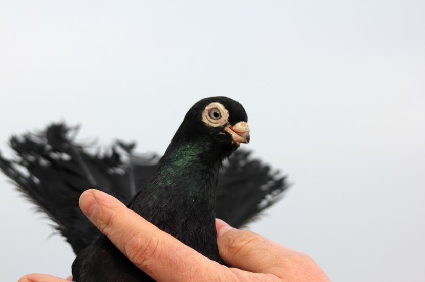  - Jucator de Chisinau