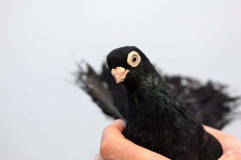  - Jucator de Chisinau