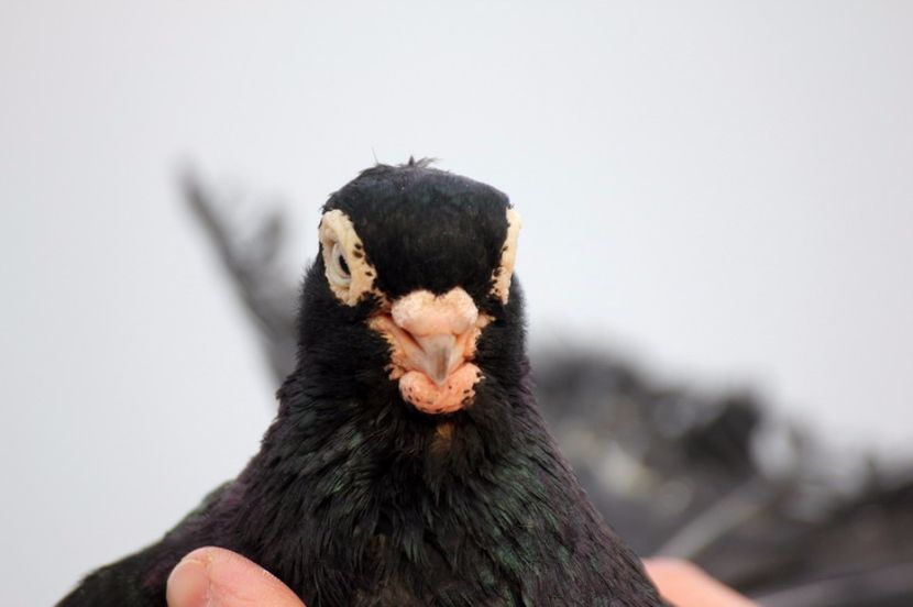  - Jucator de Chisinau