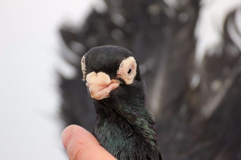  - Jucator de Chisinau