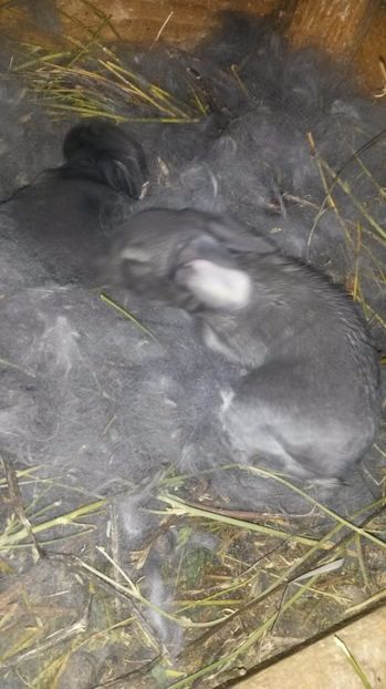 2 puiuti - cuib din 18-02-2017