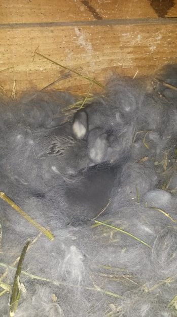  - cuib din 18-02-2017