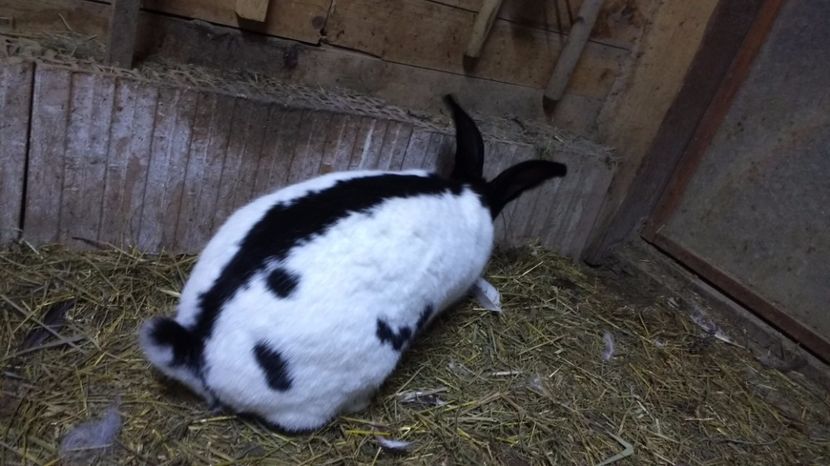 2017.feb 063 - fluture german 2017 feb