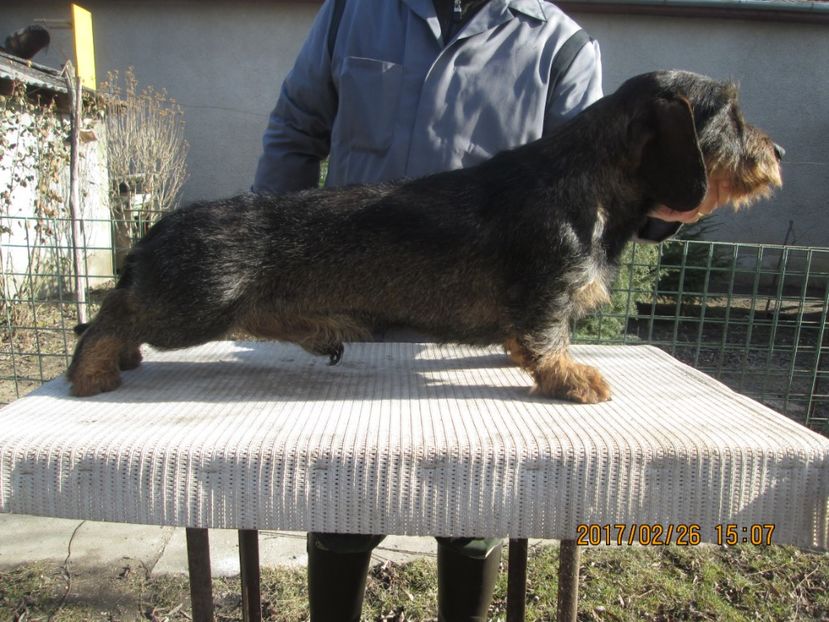  - Teckel cu par sarmos BOCK mascul