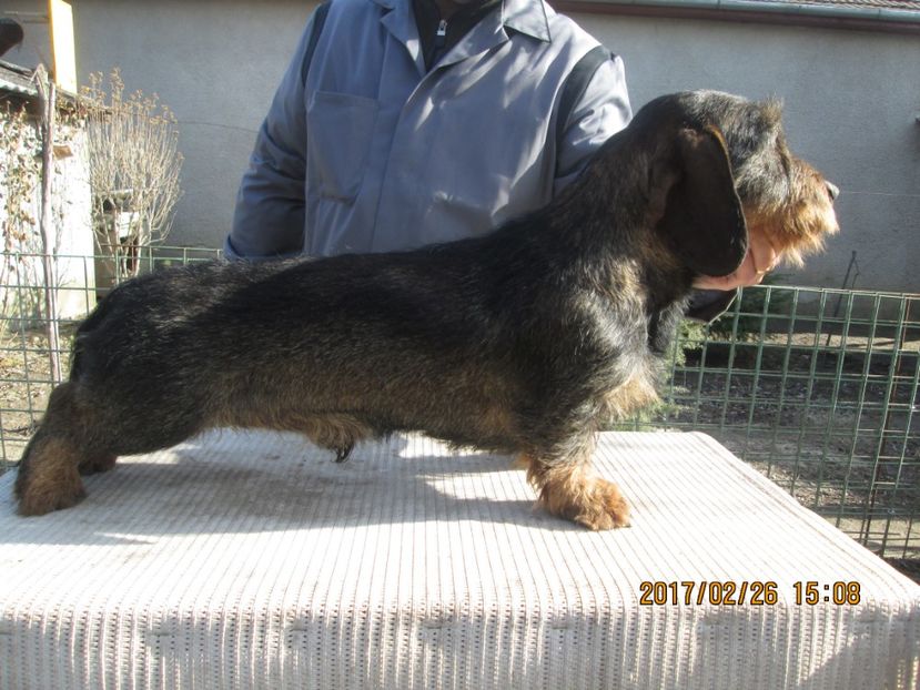  - Teckel cu par sarmos BOCK mascul